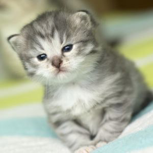 gatos tiernos y lindos cachorros